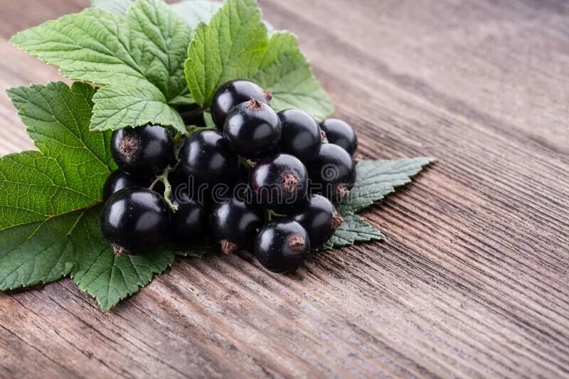 Смородина чёрная изюмная. Черная смородина синегорье. Любимую черную смородину. Смородина черная голиаф. Ягоды черной смородины.