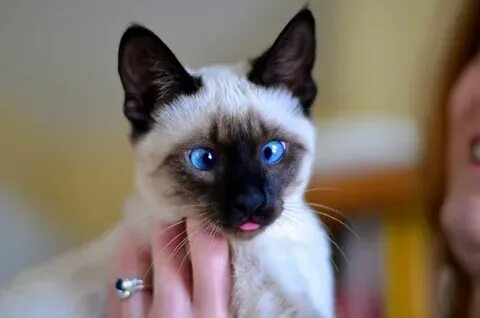 Фетишизм және әйелдер трусикасының фотосуреттері