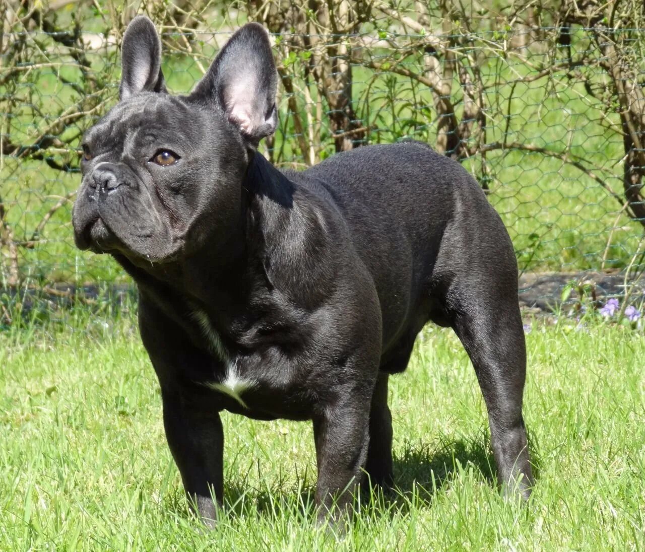 Французский бульдог черный. Французский бульдог. Фото черного бульдога. Фото черного бульдога. Французский бульдог чивас.