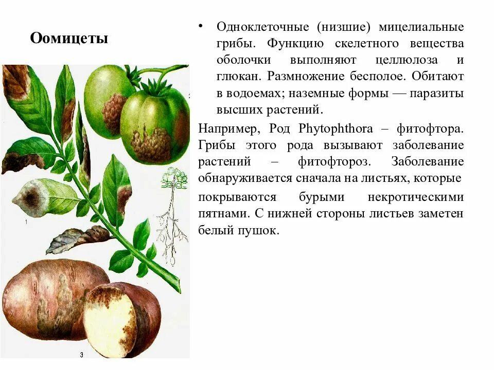 Какой признак внешнего строения фитофторы