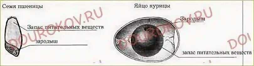 Зародыш с запасом питательных