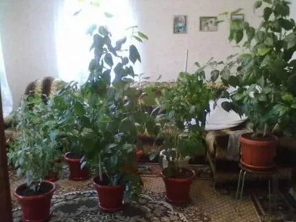 Новошахтинск цветы