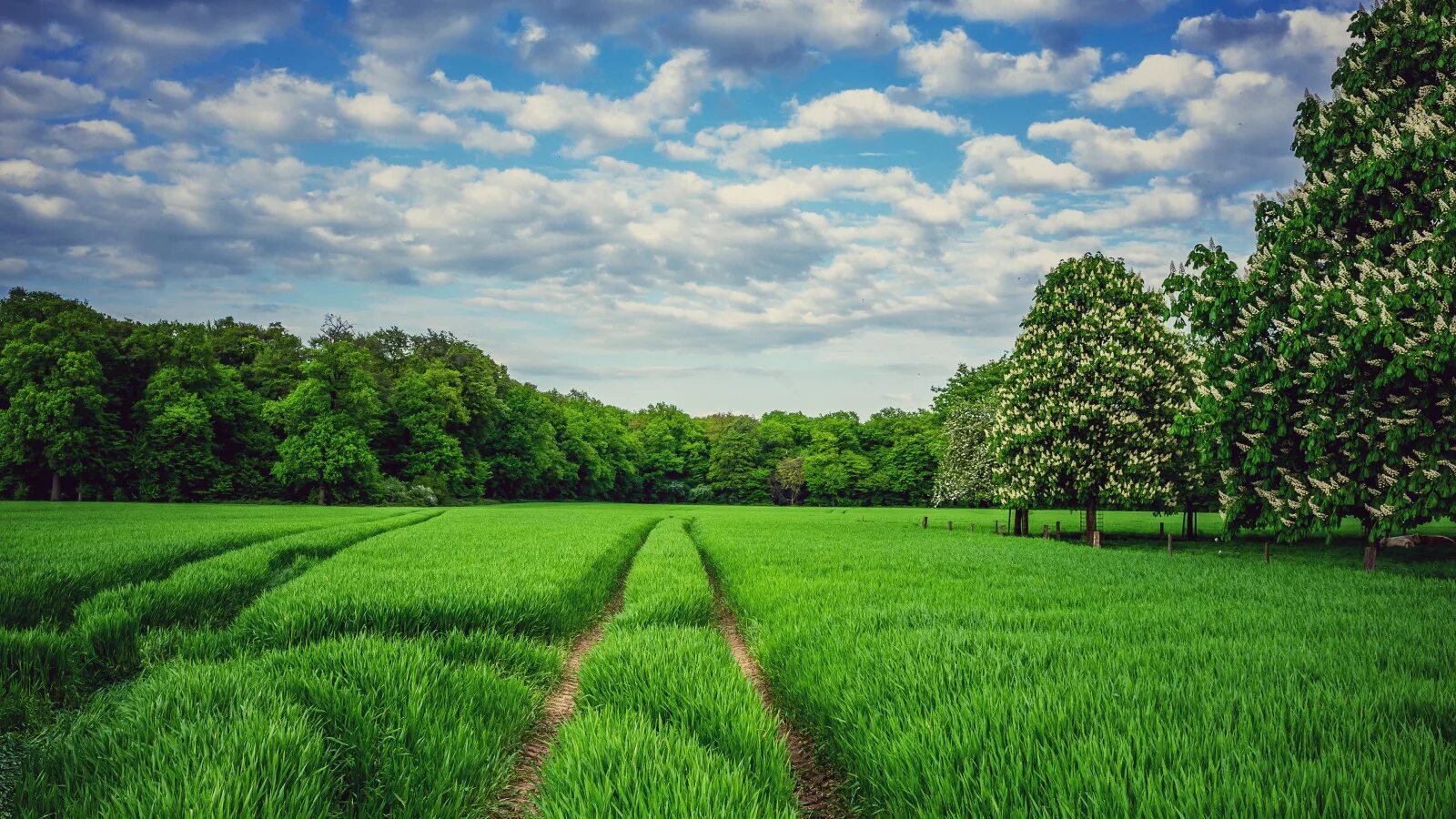 forest wallpaper desktop Forest scenery, Forest background, Forest wallpaper