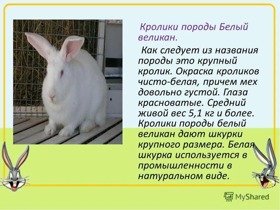 К каким животным относятся кролики. Сведения о кроликах. Рассказать о кролике. Проект про кроликов. Кролик для презентации.
