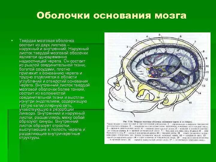 Внутренняя оболочка мозга. Мозговые оболочки головного мозга топографическая анатомия. Отростки твердой оболочки головного мозга. Три отростка твердой мозговой оболочки. Места прикрепления твердой мозговой оболочки.