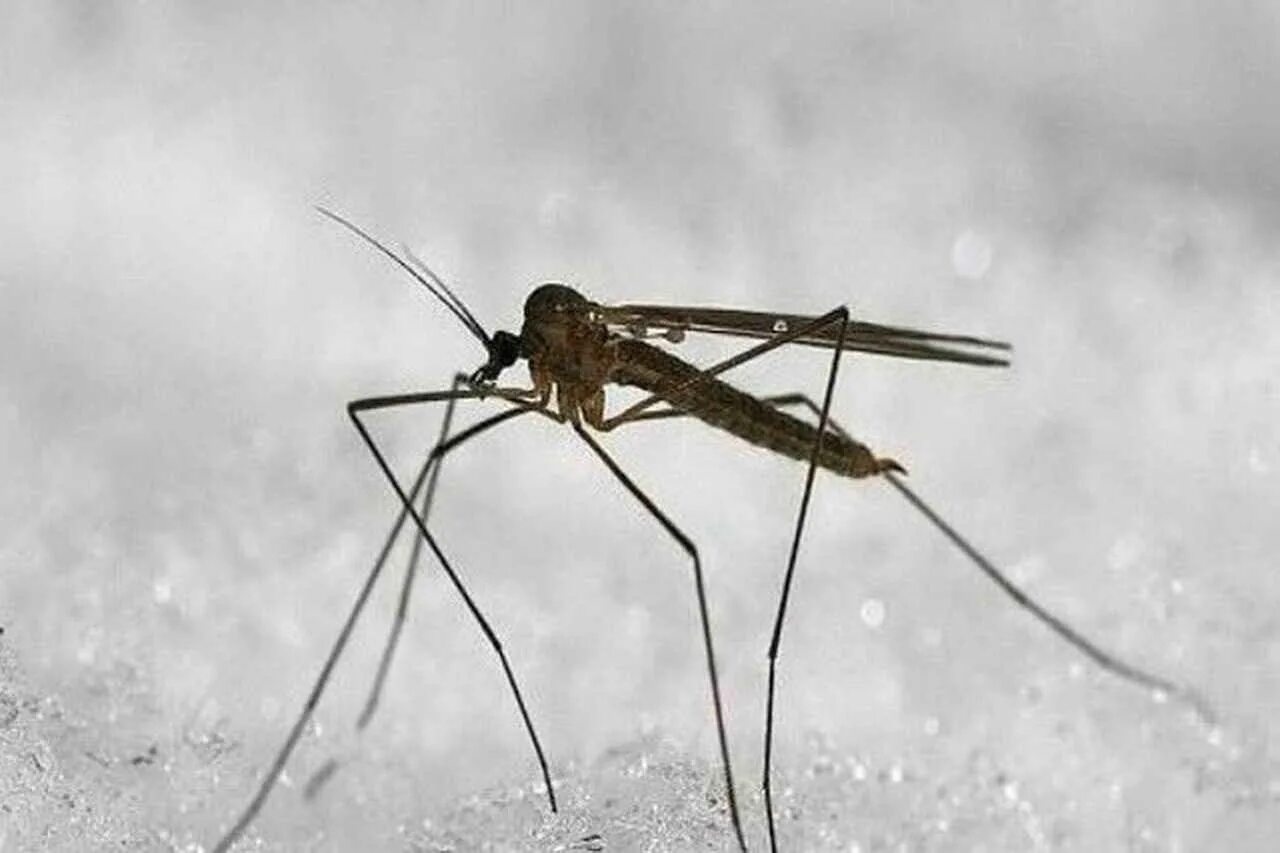 Как называется большой комар. Комар-долгоножка кольчатая. Самый большой комар долгоножка. Комар гигант - долгоножка. Комар долгоножка самец.