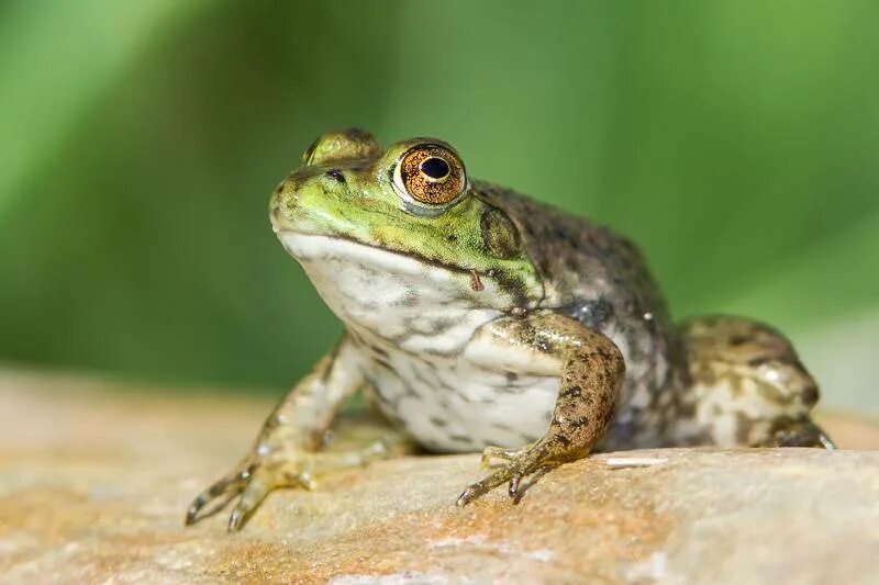 Жаба подмосковная. Закавказская лягушка. Названия жаб. Название жаб. Жаба сухолистка.