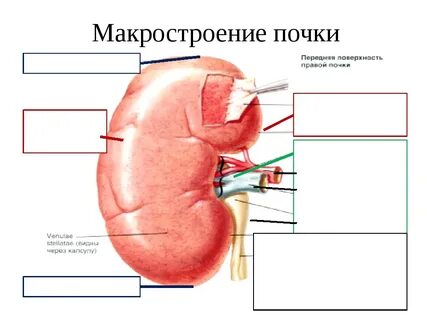 Почечный край