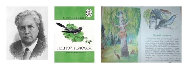 Рассказ Лесной голосок г.Скребицкого. Г Скребицкий Лесной голосок иллюстрации.