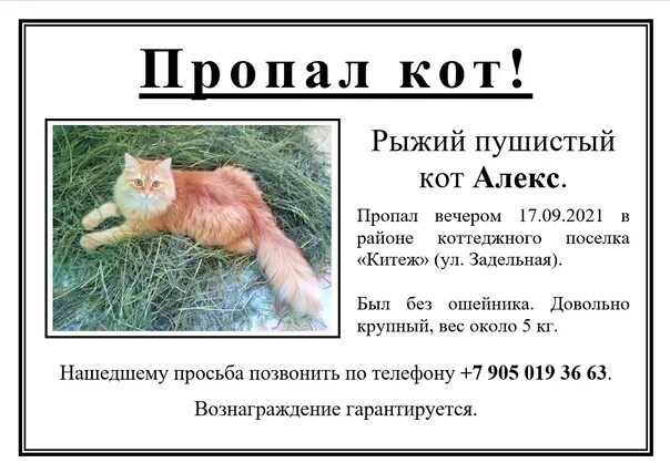 К чему снится пропавший кот. Пропал рыжий кот. рыжий потерялся. плакат пропал кот. объявление пропал рыжий кот.