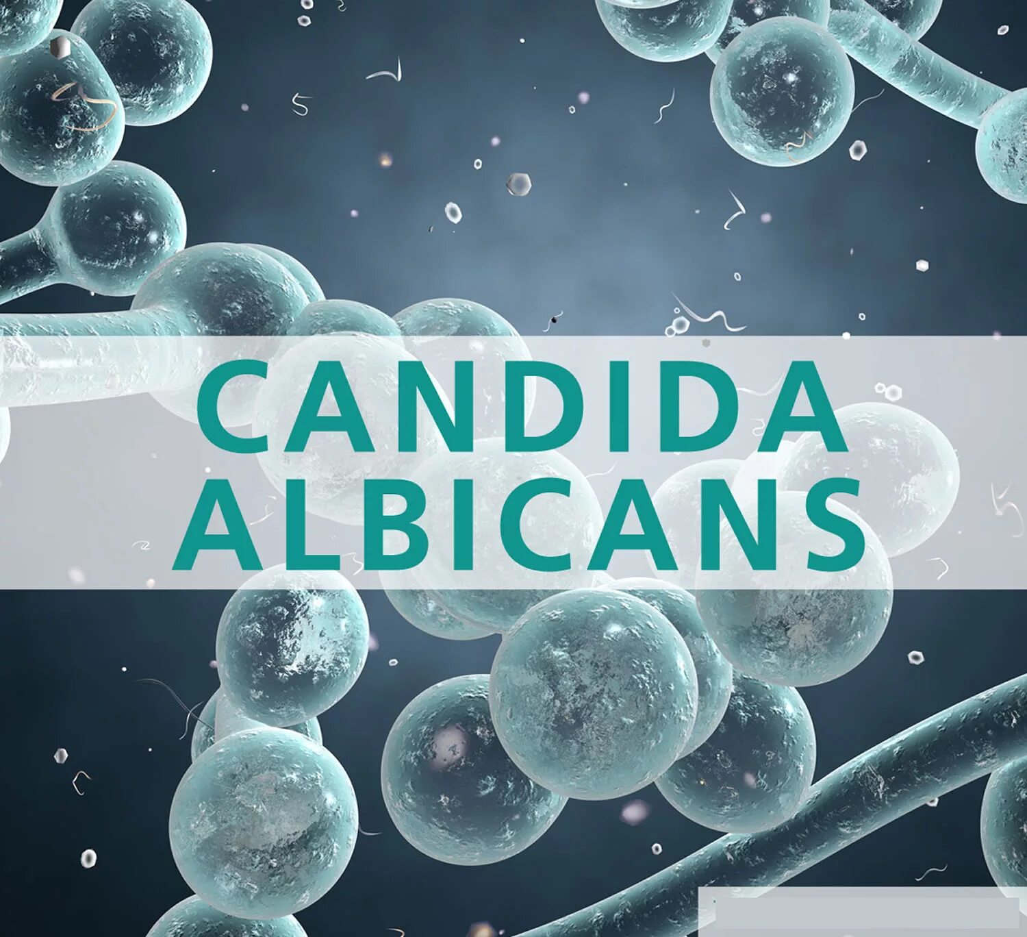 Candida albicans лечение. Кандида альбиканс на коже.