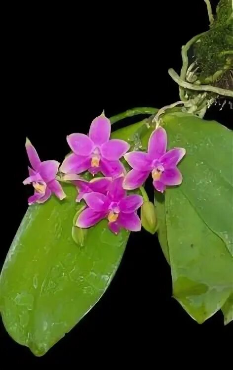 Phalaenopsis violacea var. indigo "Super_X4 no.1"SG122(Super x SUG844) Phalaenop