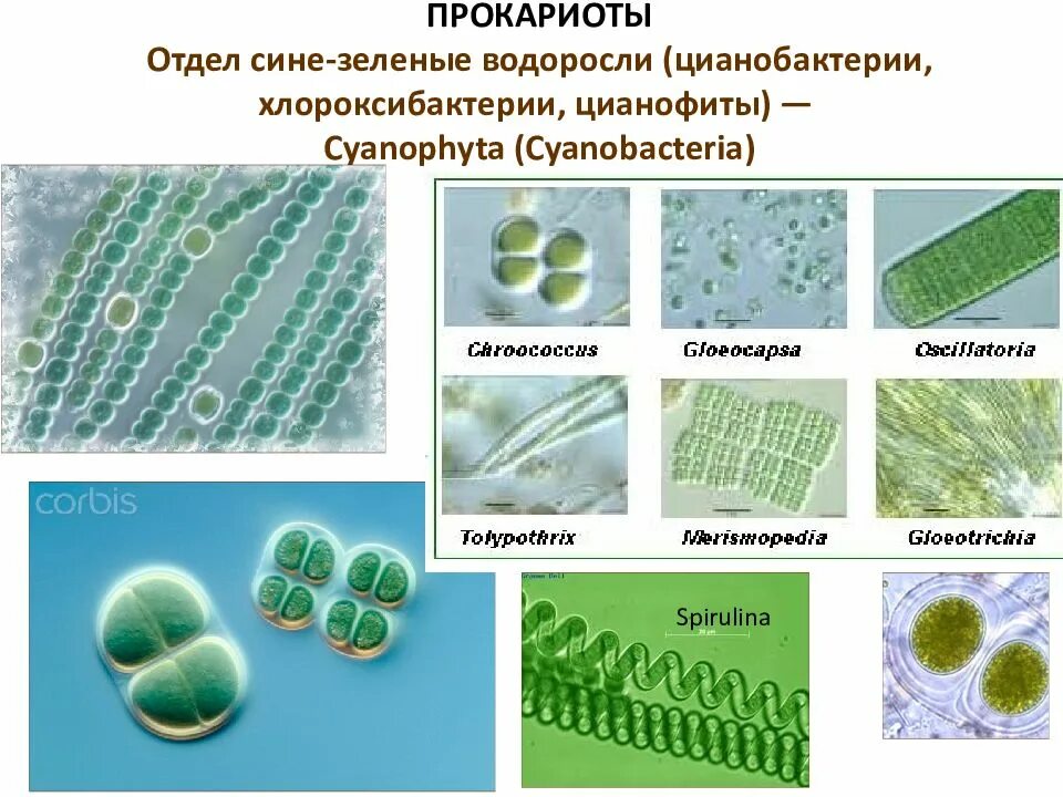 Цианобактерии относят к водорослям. Цианобактерии сине-зеленые водоросли. Синезеленые цианобактерии. Колониальные цианобактерии. Цианобактерии строение клетки.