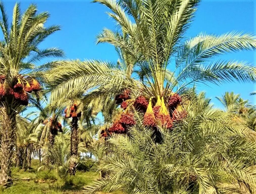 Финиковая плантация. Финиковая Пальма. Финиковые пальмы в Египте. Аравийские финиковые пальмы. Финиковая Пальма в оазисе.