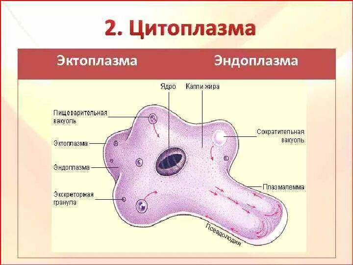 Пищеварительная вакуоль рисунок. Эктоплпзма энтоплпхиа. Эктоплазма и эндоплазма. Цитоплазма эктоплазма и эндоплазма. Строение амебы эндоплазма.