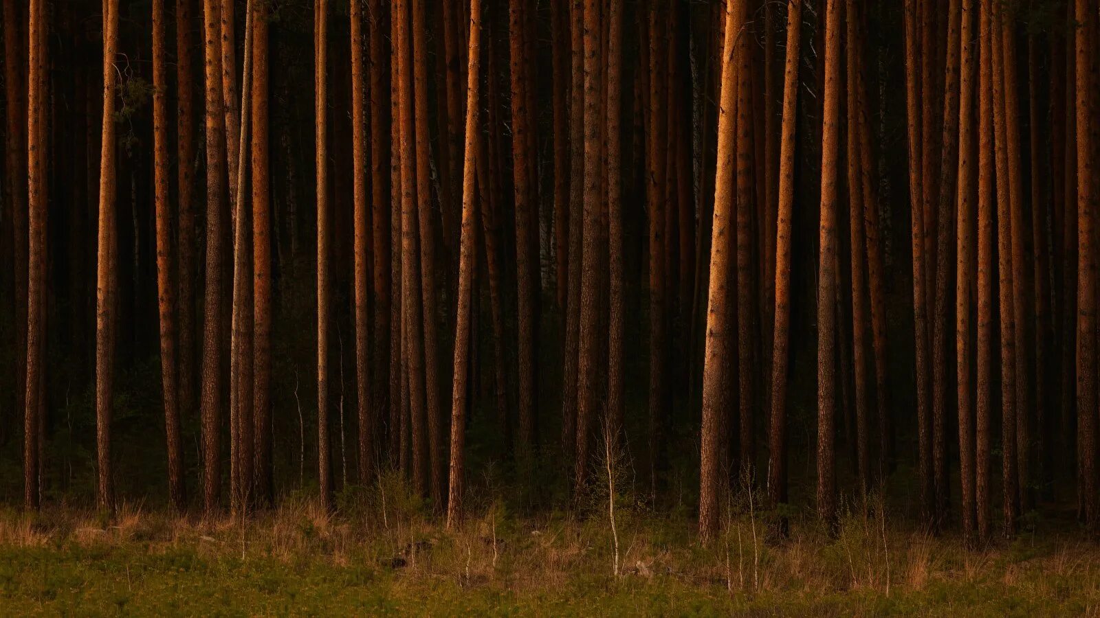 Коричневый пейзаж. Темный коричневый лес. Пейзаж в коричневых тонах. Темный сосновый бор. Лес в коричневых тонах.