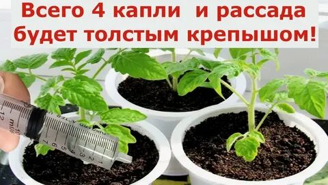 Рассада толстеет на глазах