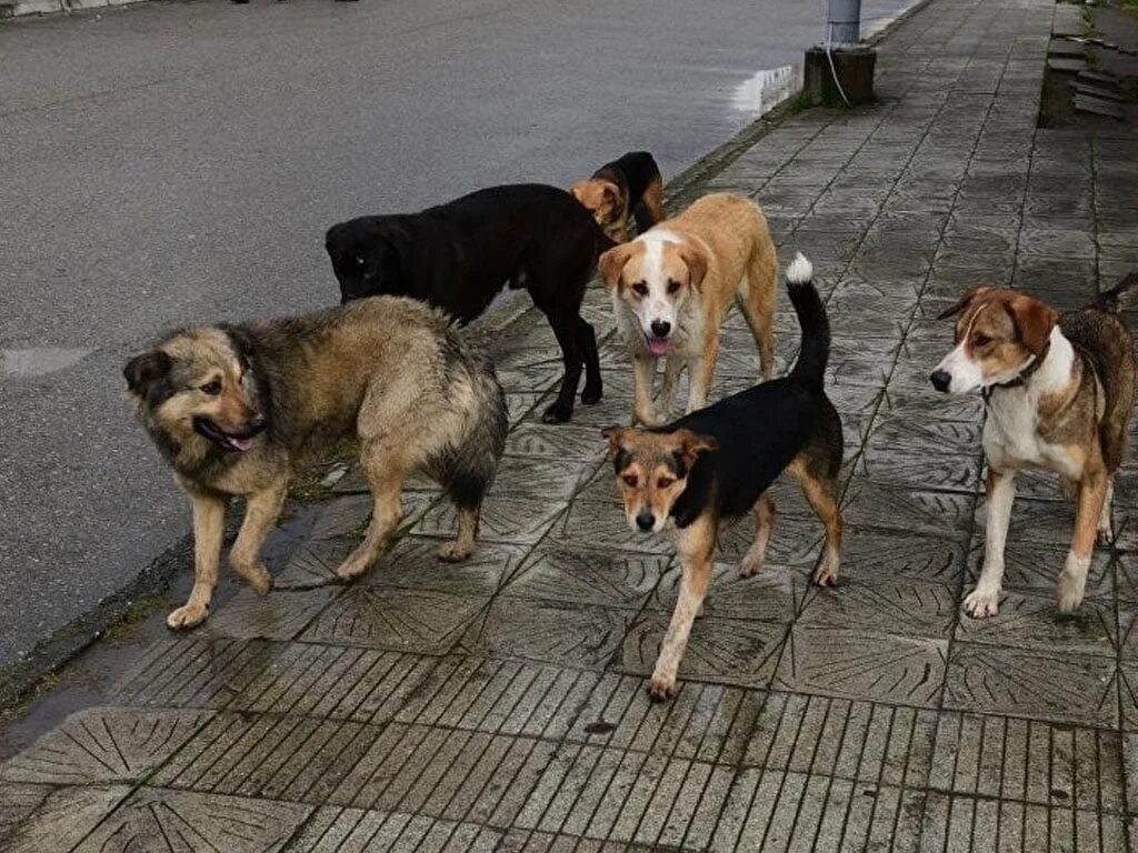 Помощь бездомным животным сочи