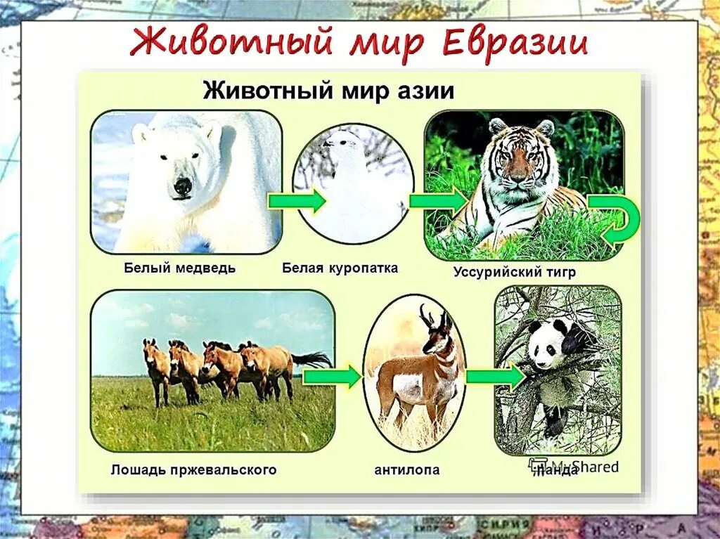 Животные Евразии. Животные материка Евразия. Животные для Евы. Растительный и животный мир Евразии.