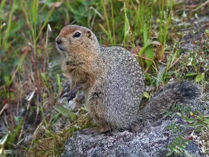 Кольские животные