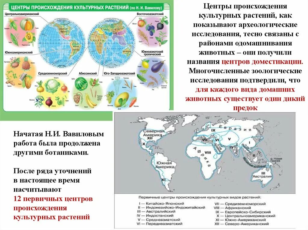 Центр происхождения культурных растений таблица по биологии. Вавилов центры происхождения растений. Центры происхождения культурных растений на карте биология. 12 Первичных центров происхождения культурных растений. Вавилов центры происхождения культурных растений таблица.