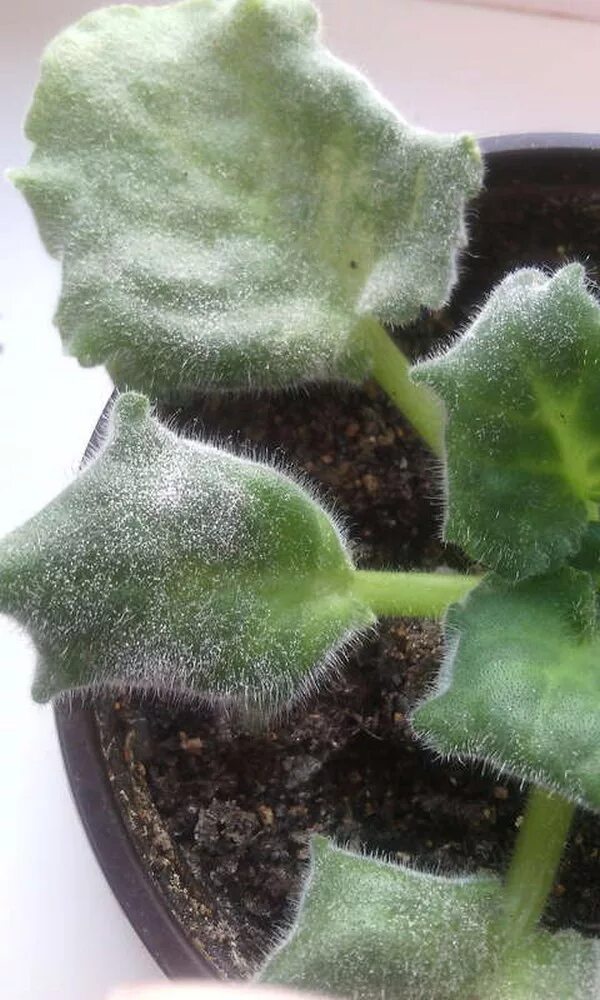 сенполия болезни вредители. фиалка пораженная клещом. болезни фиалок фото лечение. болезни фиалок фото лечение. вредители фиалок трипсы.