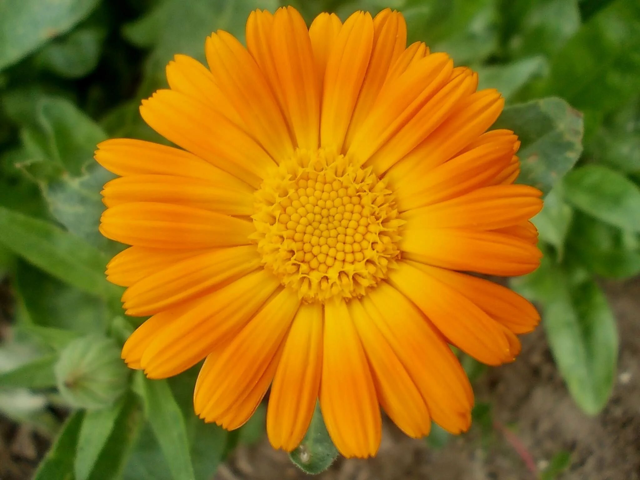 Календула лекарственная ноготки. Календула трава. Календула на белом фоне. Ноготки календула. Лекарственные растения календула.