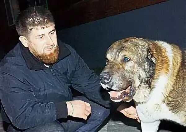 Бои собачьи чечни собаки. Собака кадырова. Тарзан пес кадырова. Армянский алабай гампр. Волкодав собака кавказский.