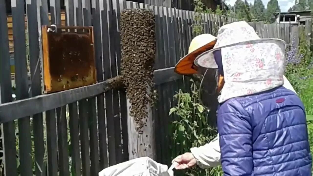 Ловля пчел. Пчелиный Рой в роевне. Рой пчел на пасеке. Брянские пчеловоды поимка роя. Ловля пчелиных роев.