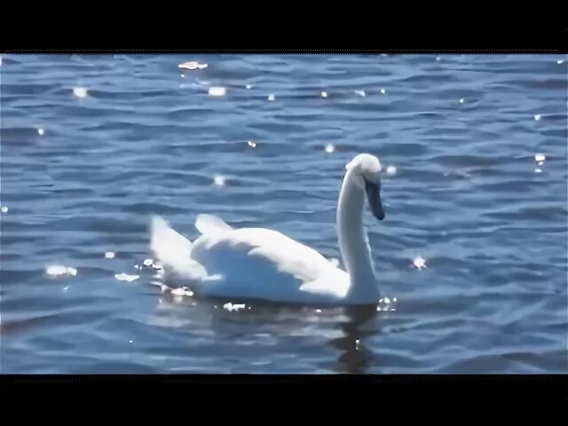 Лебеди качает павшую звезду