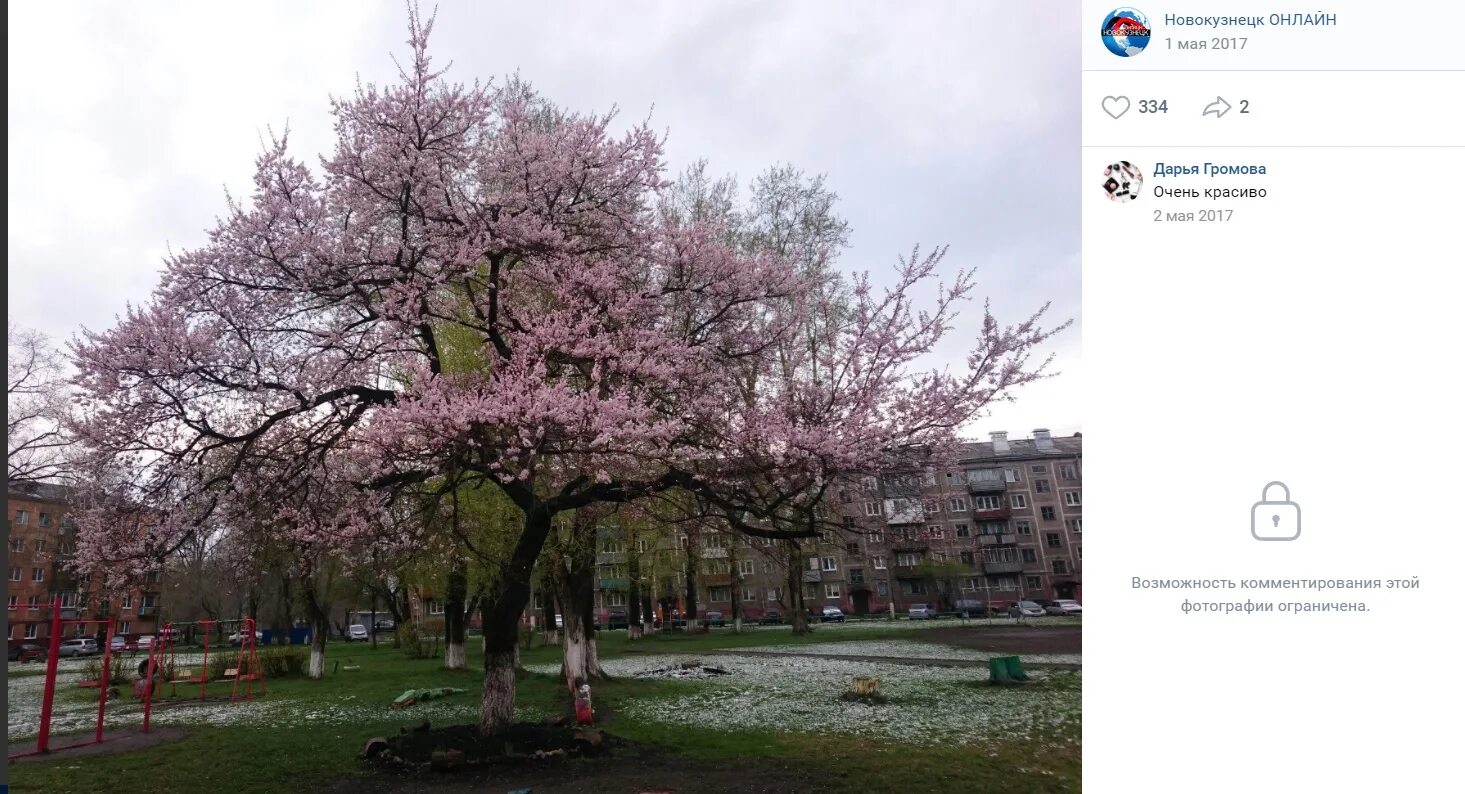 Сакура районы. Сакура в Новокузнецке парк Гагарина. Новокузнецк аллея Сакуры. В Новокузнецке цветет Сакура. Тореза 52 Сакура.