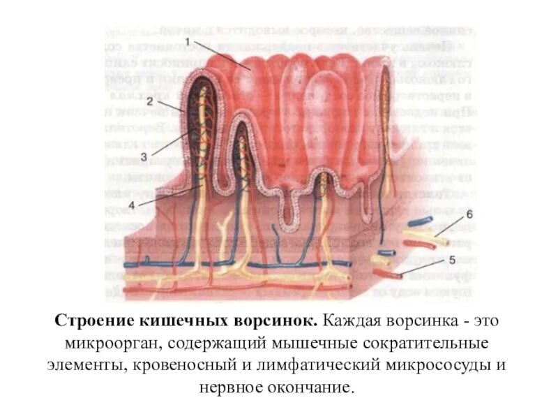 Функция ворсинок тонкого кишечника. Строение кишечной ворсинки. Схема строения кишечной ворсинки. Строение кишечной ворсинки анатомия. Кишечные ворсинки функции.