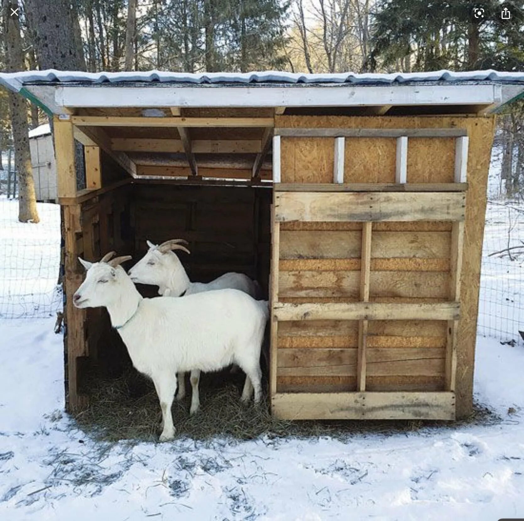Козлятник сарай на 1 козу. Козлятник для коз зимний для 2 коз. Козлятник хлев. Козлятник на 2 козы.