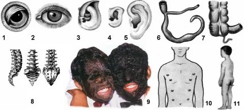 Кемпірлердің пизызы