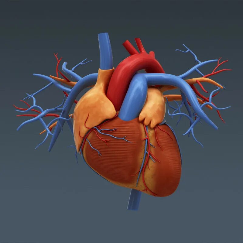 Сердце анатомия. Человеческое сердце анатомия. Физиология сердца человека. Cardiovascular system