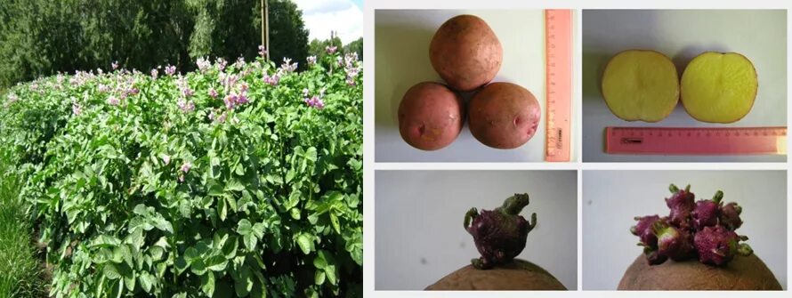 Сорт картофеля самба. Танги сорт. регги картошка. самба картофель. reggi potato.