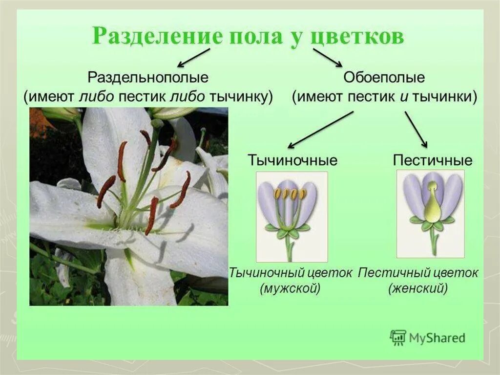 Растения с обоеполыми цветками. Цветки обоеполые и раздельнополые 6 класс. Цветки тычиночные, пестичные и обоеполые. Строение раздельнополого цветка. Строение обоеполого цветка.