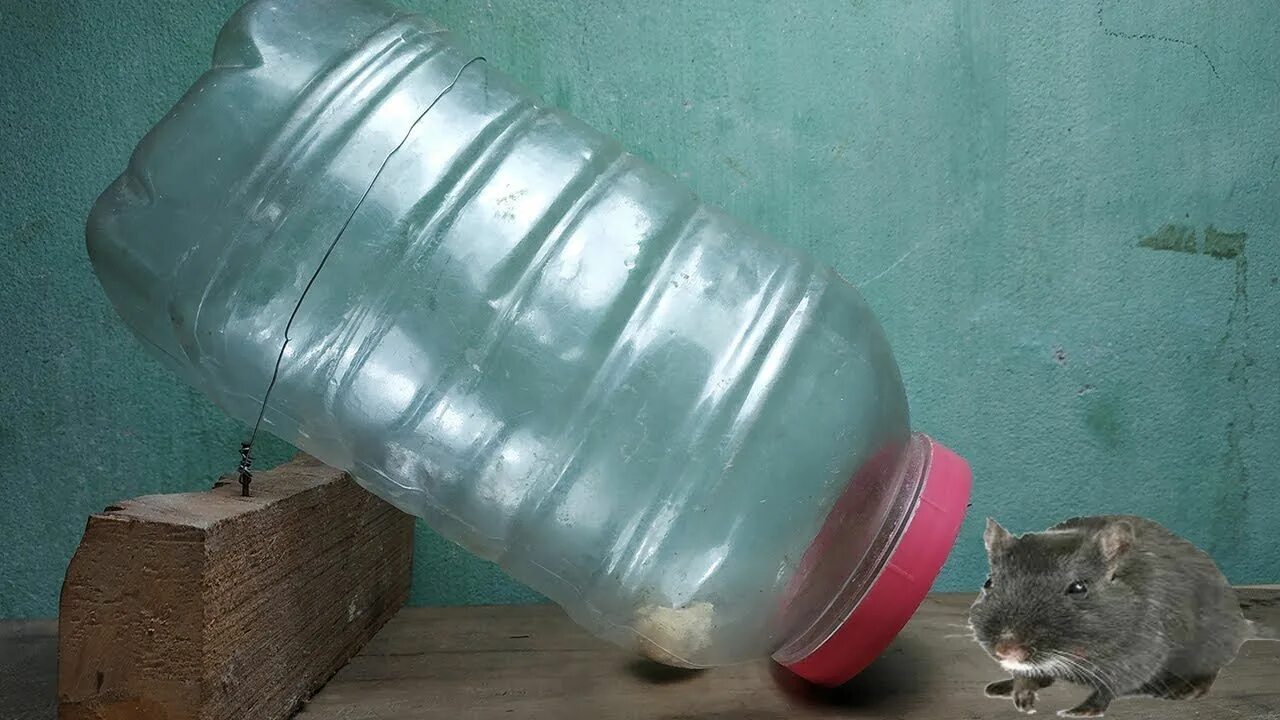 Ловушка для мышей из баклажки. Крысоловка из пластиковой бутылки 5 литров. 5. Ловушка для мышей из бутылки 20 литров. Крысоловка из пластиковой бутылки 5 литров.
