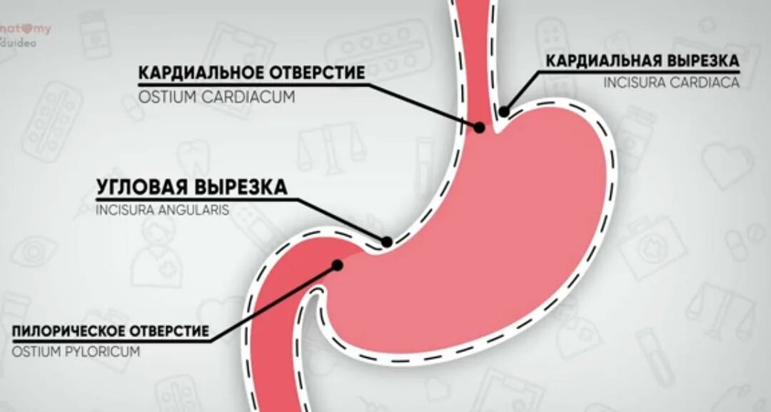 Кардиальный латынь. Кардиальное отверстие. Желудок анатомия Синельников.