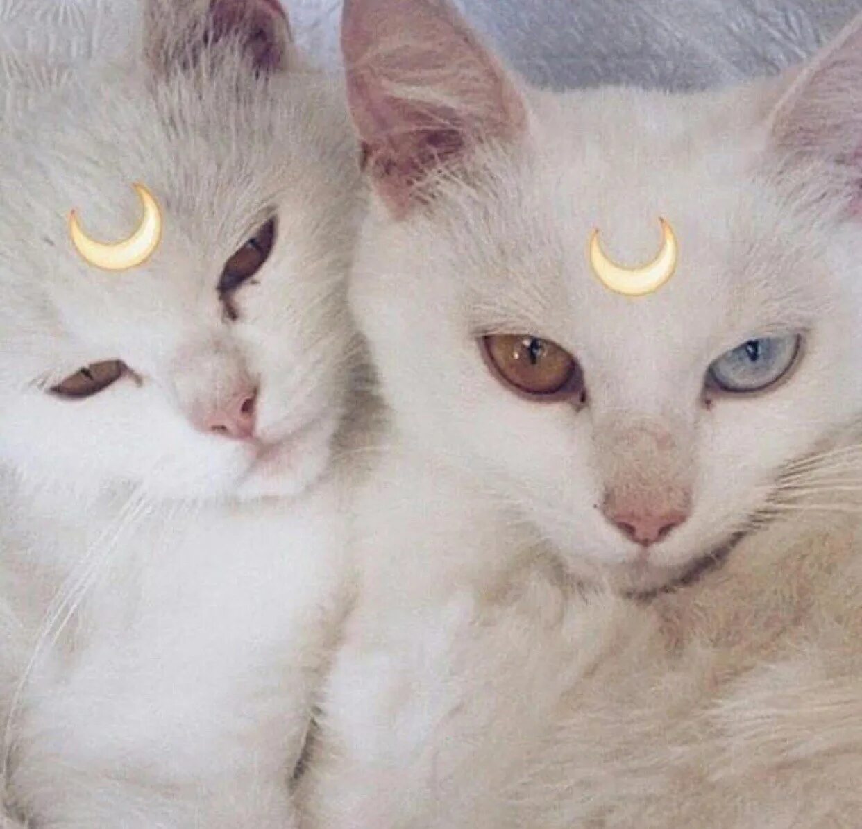 Парная ава котики. Аниме коты воители любовь. Коты воители синяя звезда и белогривка. Парные аватарки котиков. Парные котики.