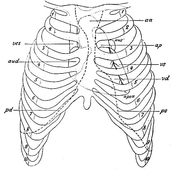 Грудная клетка межреберье. Топография сердца скелетотопия. Анатомия грудной клетки человека межреберья. Ребра грудной клетки скелетотопия. Клапаны сердца на грудной клетке