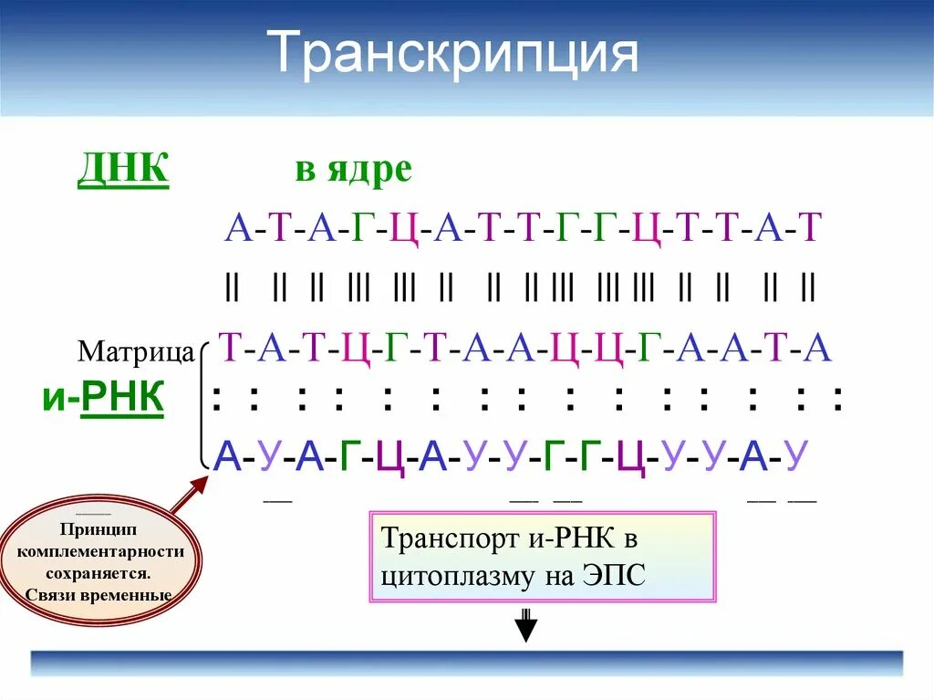 Из днк в ирнк таблица. Транскрипция. Трански. ТРАНСКИРПИЧ. Направление транскрипции ДНК.