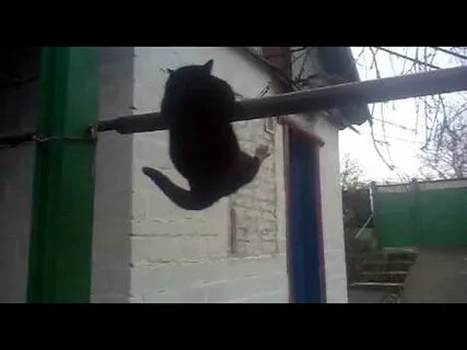 Кошка подтягивается