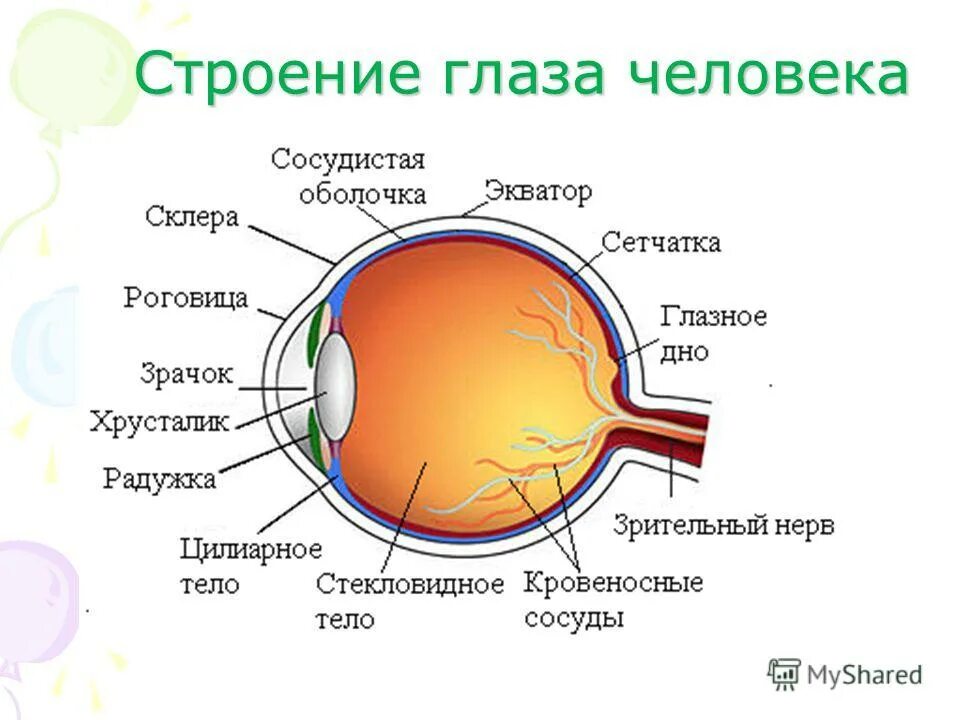Строение глаза анатомия рисунок