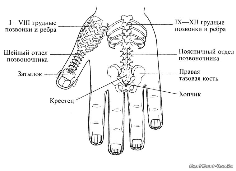 Су Джок система соответствия позвоночник. Су Джок позвоночник на руке. Су Джок проекция поясница. Су Джок терапия точки. Запястье голень и позвоночник