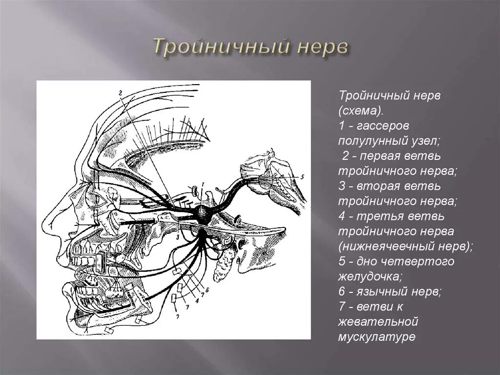 Карта лицевых нервов. Тройничный нерв 1 ветвь анатомия. Тройничный узел анатомия. 3 Ветвь тройничного нерва. Тройничный нерв анатомия схема.