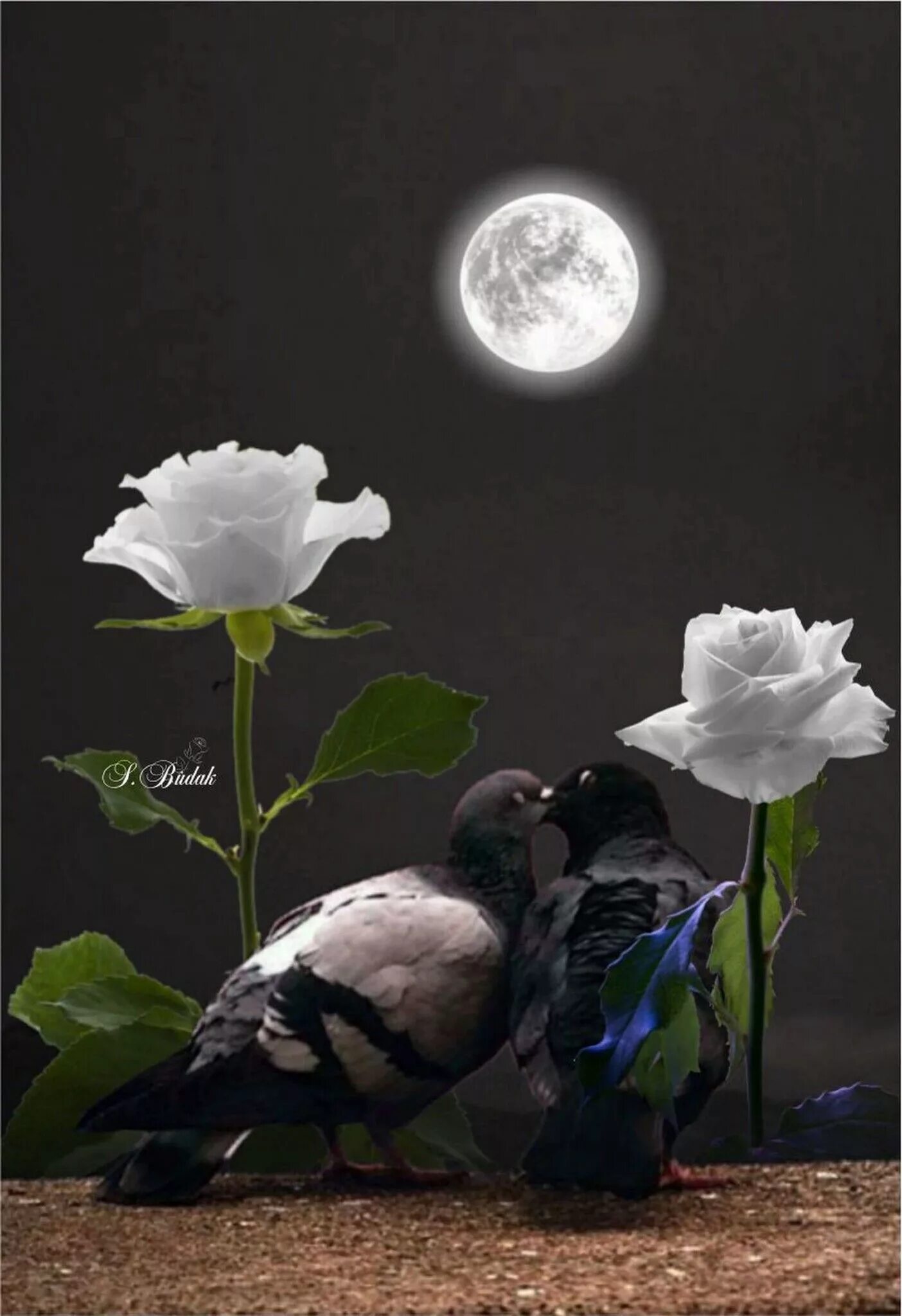 Ночной цветок. Лунный цветок.. Красивая Луна и цветы. Доброй ночи цветы. Чудесные лунные мартовские ночи ответы