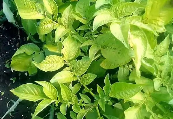 Картофельная ботва скручиваются листья. Листья картошки желтеют. Курчавость картофеля. Хлороз на листьях картофеля. Картофель куст.