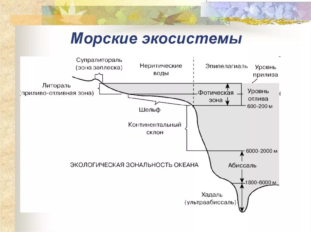 Географические зоны океана. Состав морской экосистемы. Экологические зоны мирового океана схема. Структура водной экосистемы. Структура морских экосистем.