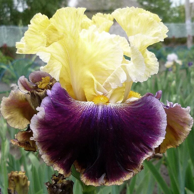 Ирис бледный вариегата. Ирисы бородатые якименко. Twin cities (sutton 2011) ирис. Ирис twin cities. Ирис progressive attitude.